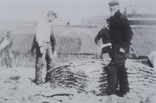 Stacking dried fish in Shetland