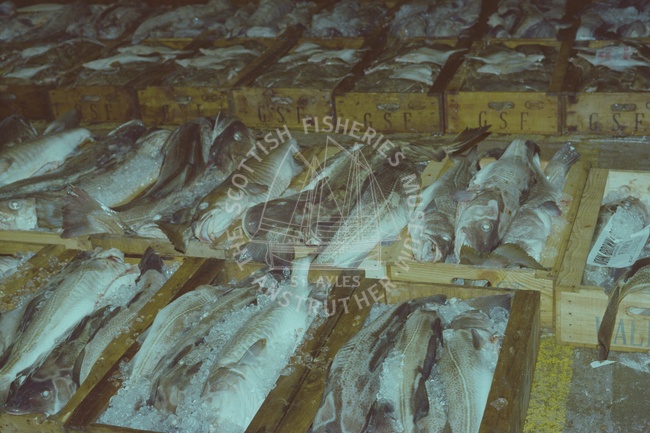 Cod at fish market