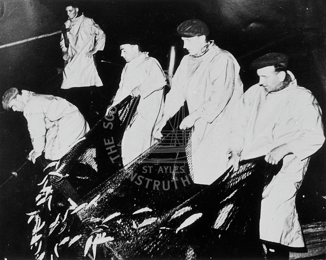 Crew hauling a ringnet, 1961.