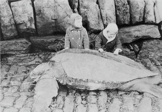 Two children with turtle, Crail, 1938.