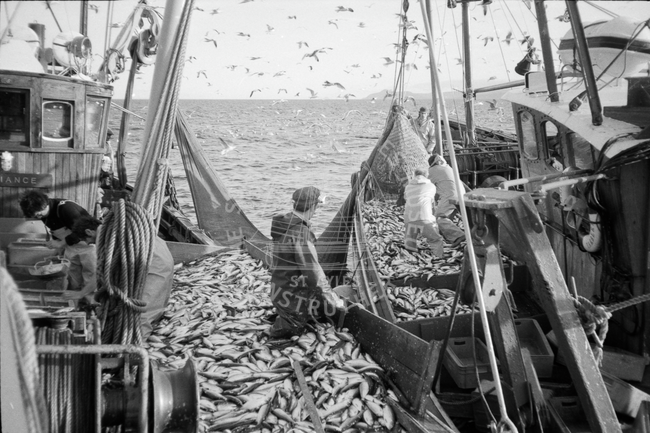 Herring pair-trawl,  Firth of Clyde, July 1983.