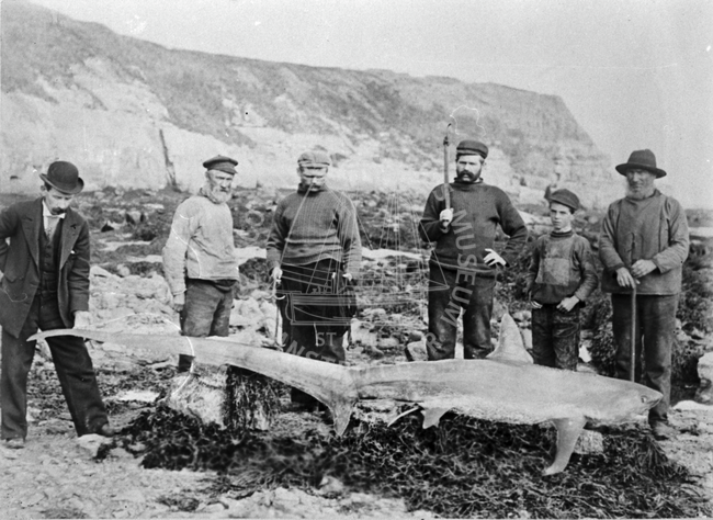 Group portrait of men with caught shark