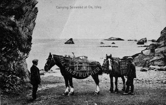 Postcard entitled 'Carrying seaweed, Oa, Islay'.