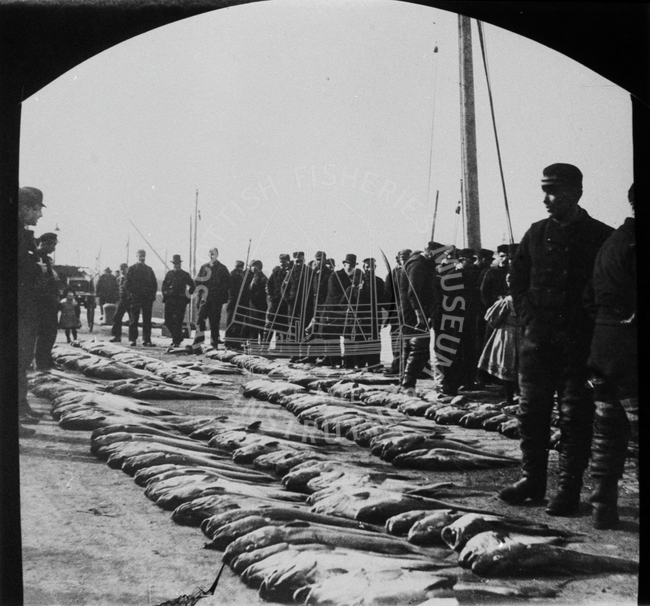 Haul of fish laid out at Dunbar, c.1890s