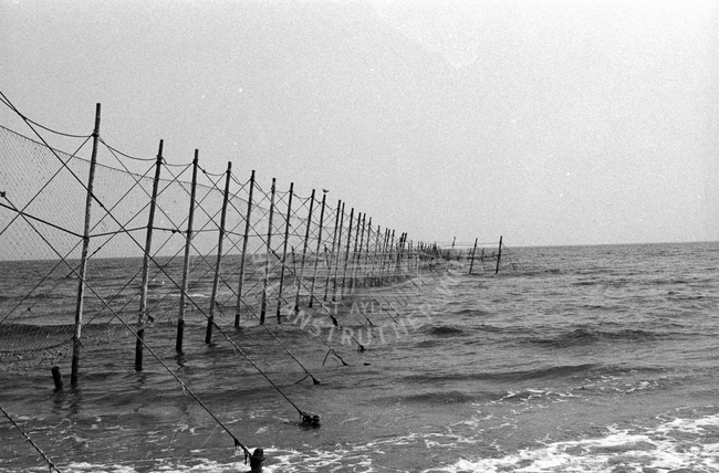 Salmon stake nets, Montrose, 1983.