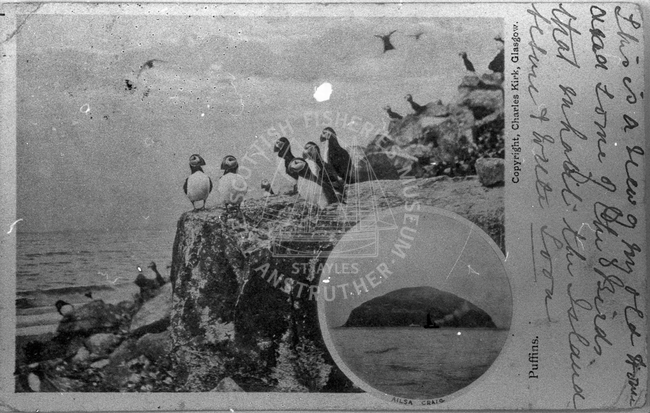 Postcard of Puffins at Ailsa Craig with