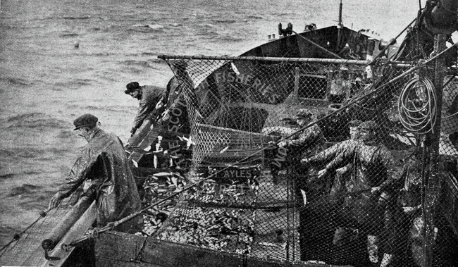 Crew hauling nets with catch