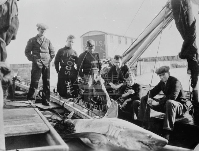 Crew with porbeagle shark, St Abbs, 1920s.