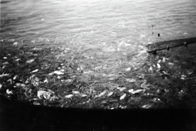 Heavy catch of herring in a ringnet.