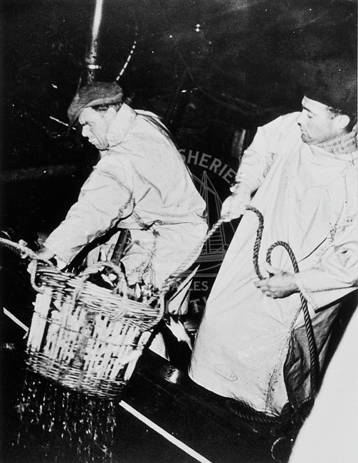 Crew lifting aboard a basketful of herring, 1951.
