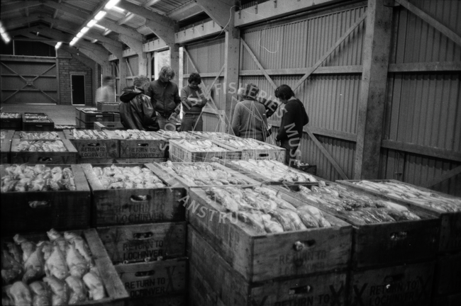 Lochinver fish market, April 1984.
