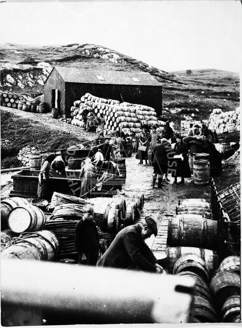 Gutting and Packing Herring for Export, Harris