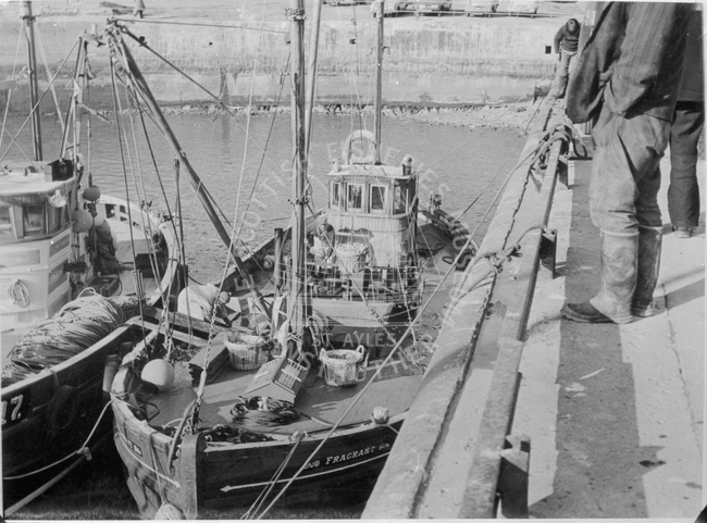 'Fragrant', LH264  at Pittenweem in 1970
