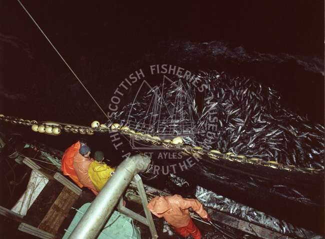 Fishermen pursing pumping mackerel at sea