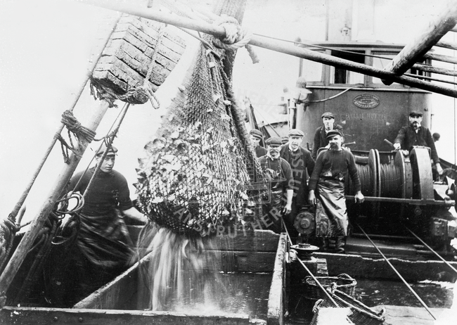 Crew of 'Nellie Nutten' emptying fish from net